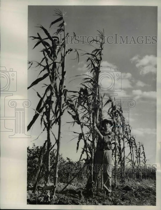 1961 Press Photo William Mosser pictured with his giant corn plant - Historic Images