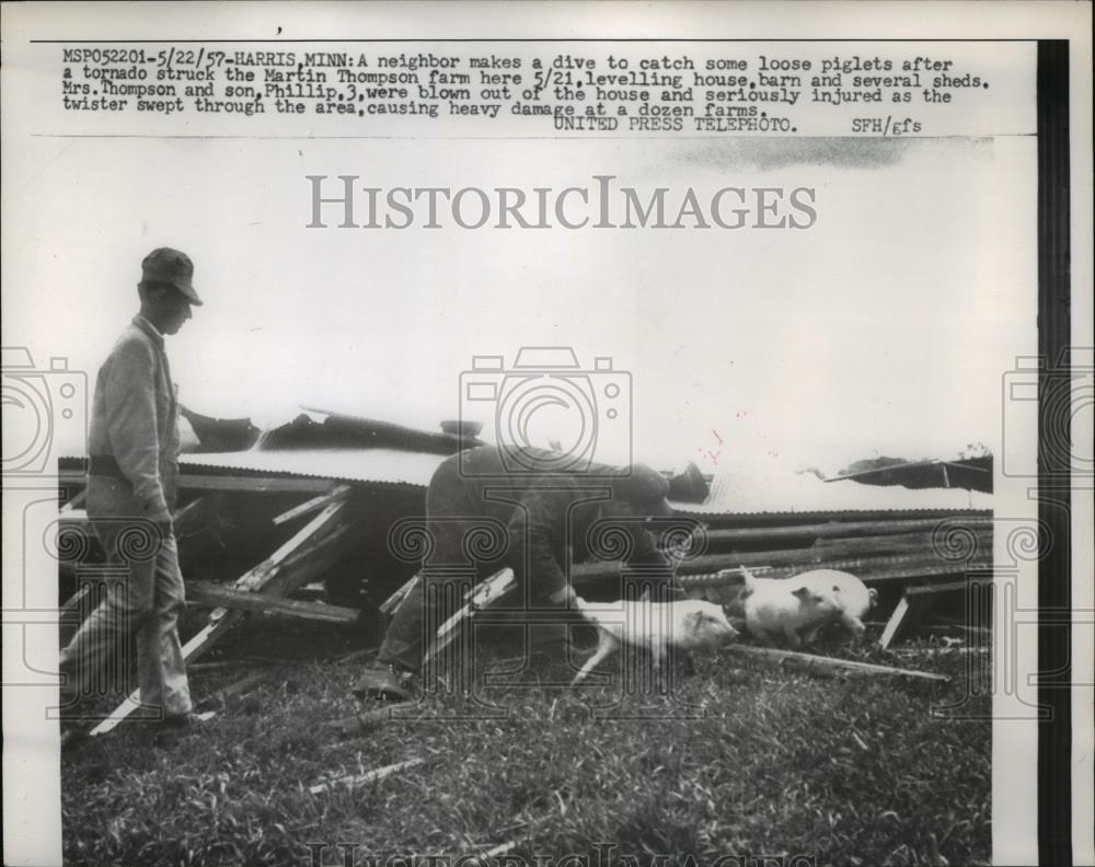 1957 Press Photo of a helpful neighbor catching loose pigs after a tornado. - Historic Images