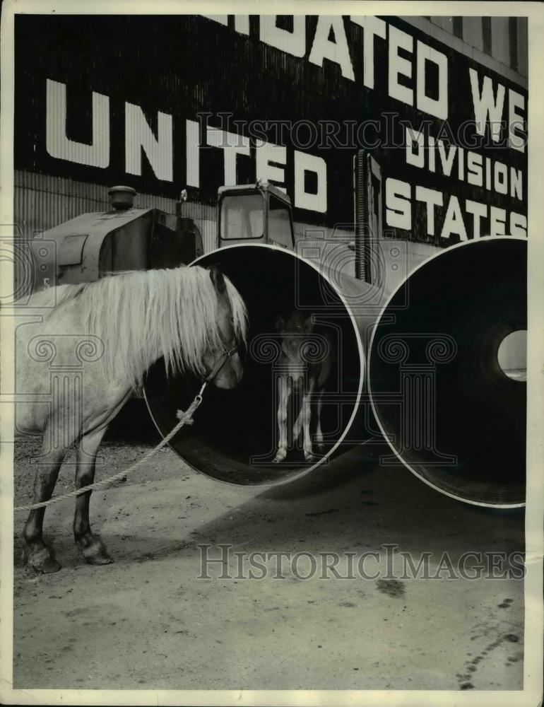 1958 Press Photo A Shetland Pony Colt inside a pipe and his mother - Historic Images