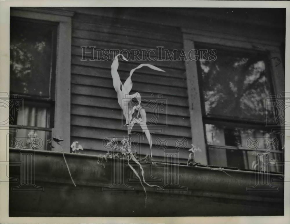 1960 Press Photo The stalk of corn sprouting from a rooftop gutter - Historic Images