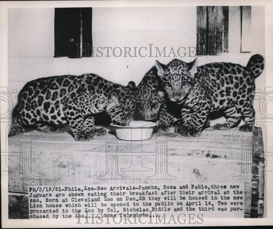 1951 Press Photo Cleveland Zoo Gains 3 New Jaguars - Historic Images
