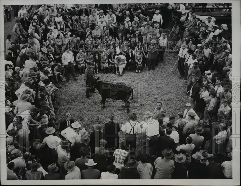 1947 Press Photo Kansas City Mo City stockyards 4-H auction of calves - Historic Images