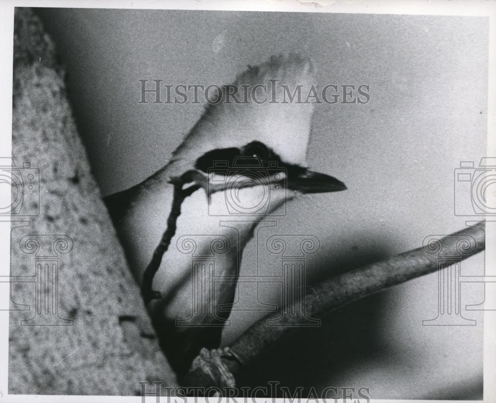 1960 Press Photo White-Crested Jay-Thrus - Historic Images