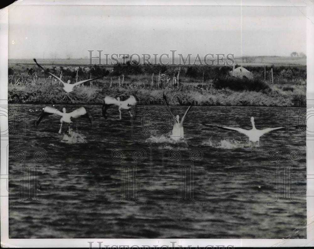 1955 Press Photo Migrating Pelicans on Small Lake Near Lincoln, Nebraska - Historic Images