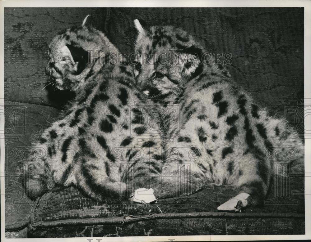 1961 Press Photo Little Rock Arkansas Bob Tailed Mountain Lions, 1 month old - Historic Images