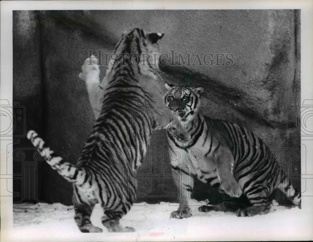 1971 Press Photo Cleveland Zoo tigers square off at play fight - Historic Images