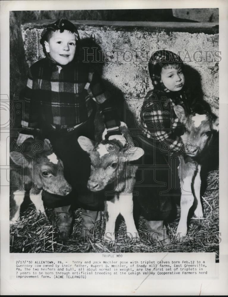 1950 Press Photo Terry and jack Mechler with Triplet Calves - Historic Images