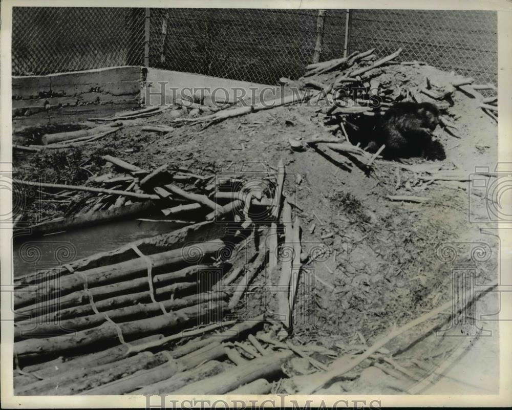 1938 Press Photo A pen bred beaver at the Canadian Beaver Restoration Colony - Historic Images