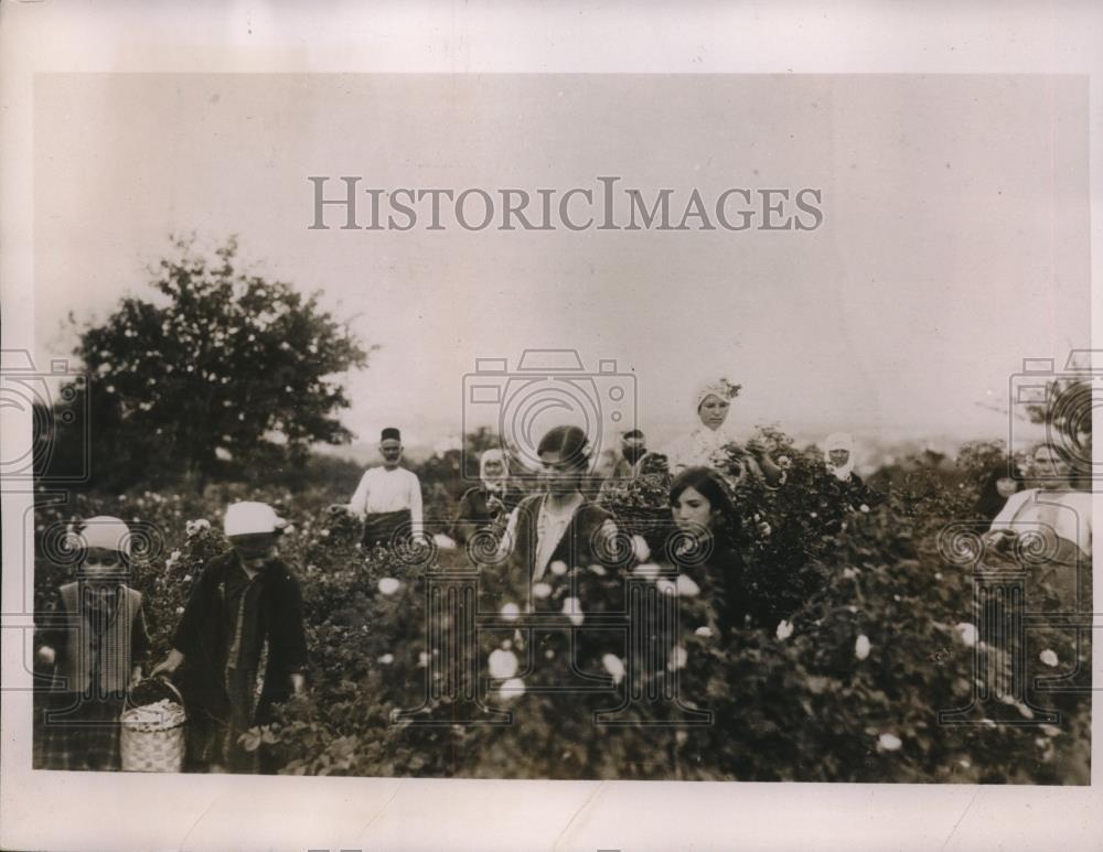 1936 Press Photo Karlowd Bulgaria roses picked to produce oil for perfumes - Historic Images