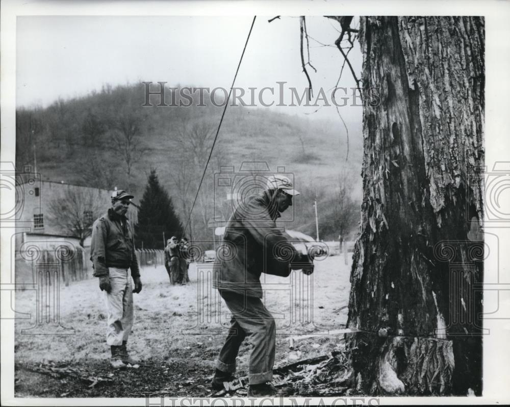 1962 Press Photo Former Coal Miners Clear Trees Along Highway in West Virginia - Historic Images