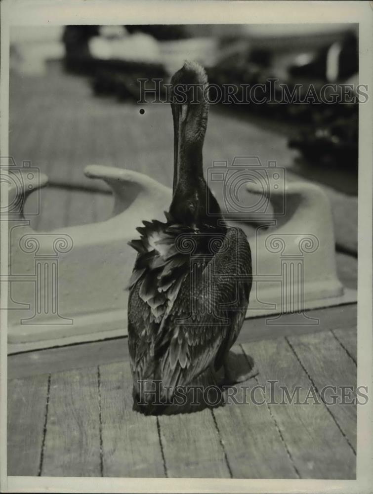 1932 Press Photo Pelican as a pet and mascot - Historic Images