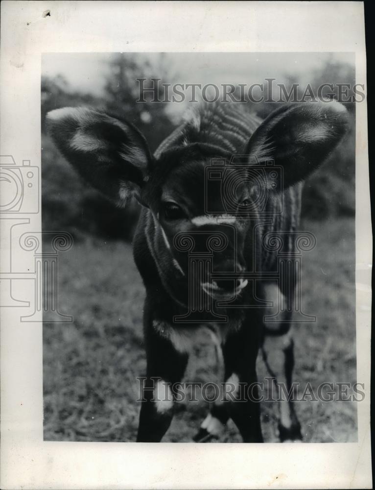 1958 Press Photo Bongo to arrive at Cleveland, Ohio Zoo - Historic Images