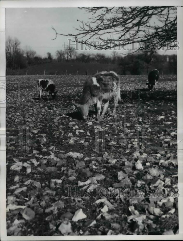 1957 Press Photo Calves nibbling between flint rock in a pasture seeded wheat - Historic Images