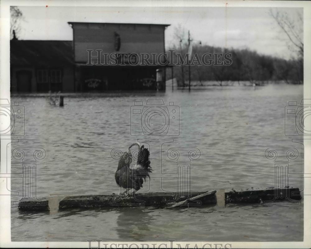 1941 Press Photo Rooster caught in flood in Bagnell, Missouri - Historic Images