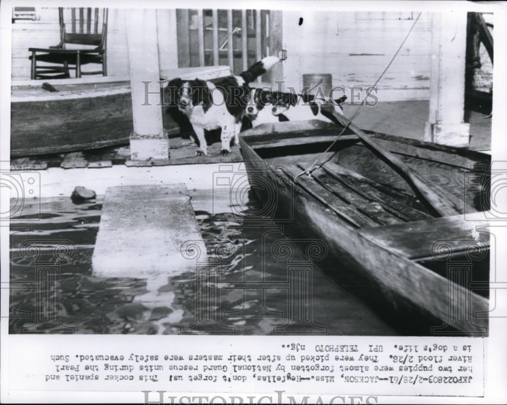 1961 Press Photo Jackson Miss dog &amp; pups rescued by Natl Guard in floods - Historic Images