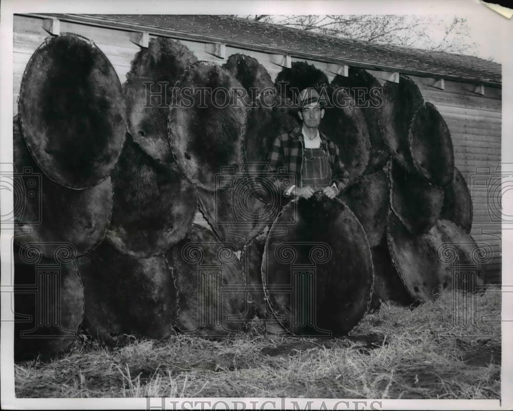 1954 Press Photo Kansas Trapper Lloyd Rosencutter With Pelts of 49 Beavers - Historic Images