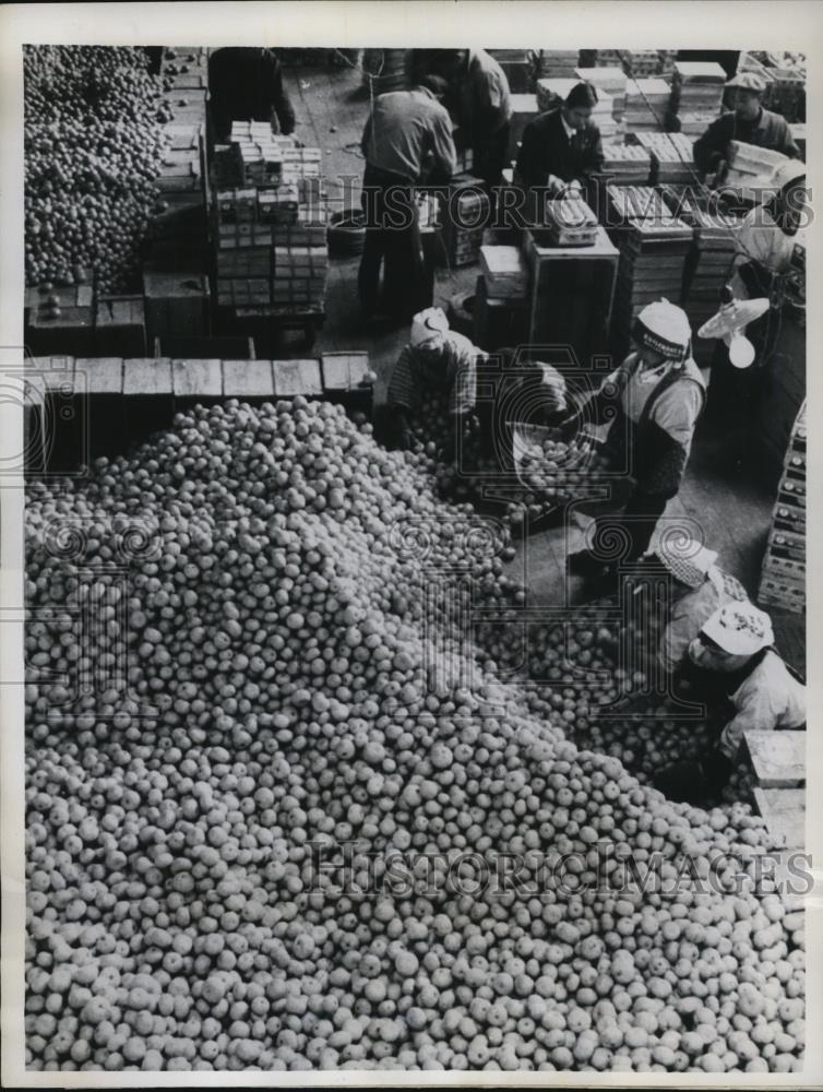 1960 Press Photo Heap of Mandarin Oranges for Export - Historic Images