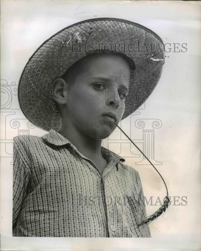 1960 Press Photo Eddie Wasemann at Age 10 Works Wheat Harvest - Historic Images