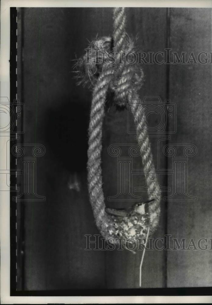 1962 Press Photo The loop of a rope used to hang a saddle in the tack room of - Historic Images