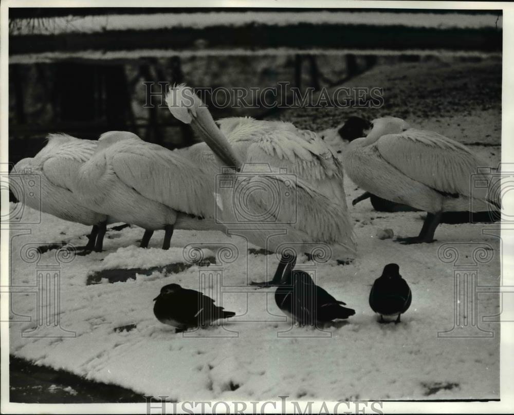 1968 Press Photo Pelican Birds Huddled During Winter Wind, Chessington Zoo - Historic Images