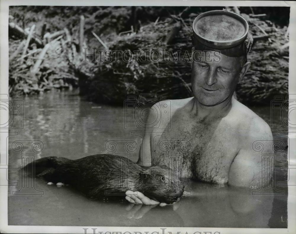 1960 Press Photo The swimming lesson of the beaver from Naturalist Robert Sewell - Historic Images