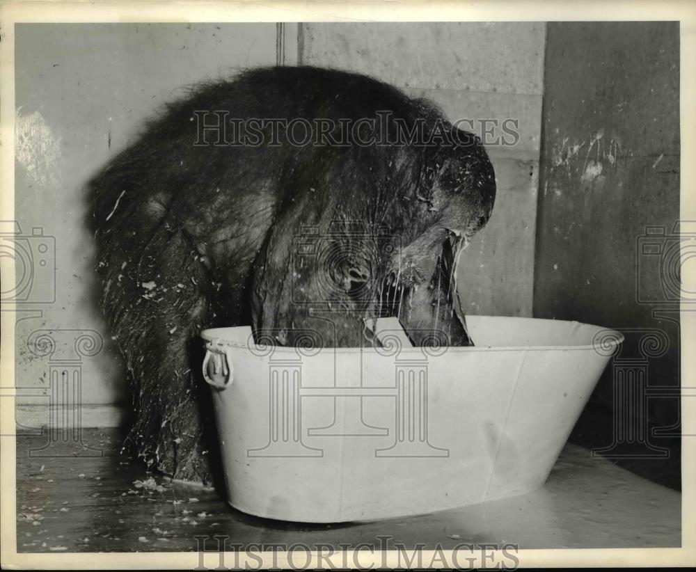 1939 Press Photo Cleo the Orangutan rinsing her face - Historic Images