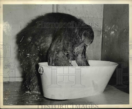 1939 Press Photo Cleo the Orangutan rinsing her face - Historic Images