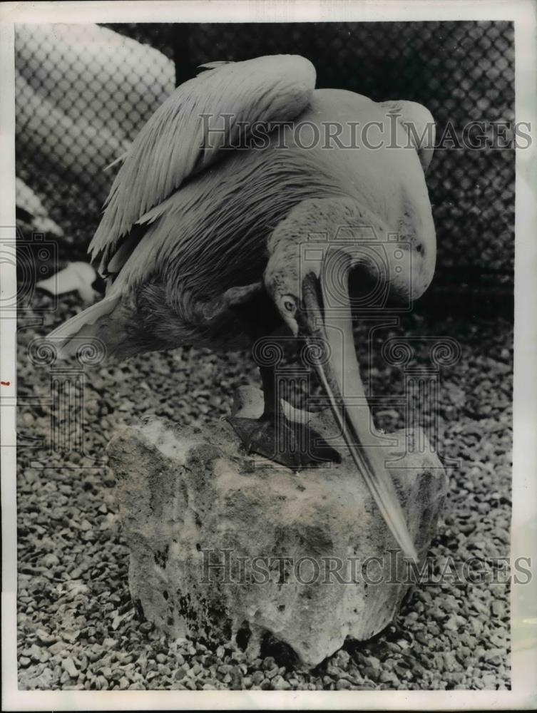 1955 Press Photo The antics of a pelican at the London Zoo - Historic Images