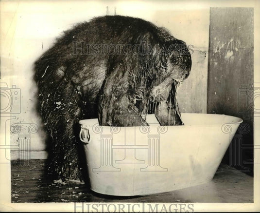 1939 Press Photo Cleopatra a young orangutan tried the famous milk bath - Historic Images