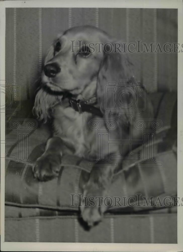 1939 Press Photo Taffy, Cocker Spaniel, after the ring he ate was recovered - Historic Images