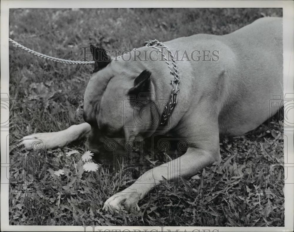 1960 Press Photo Chicago this boxer is as gentle as Ferdinand the Bull all he - Historic Images