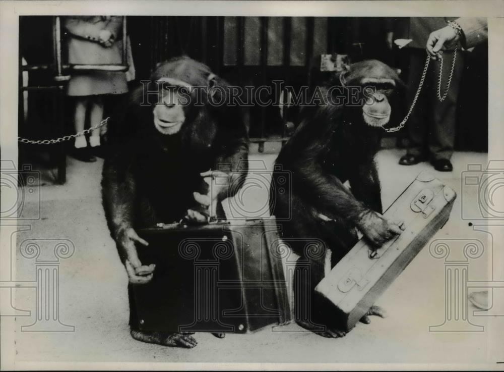 1938 Press Photo Peter &amp; Jackie chimpanzees at play at London zoo - Historic Images