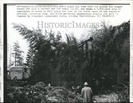 1960 Press Photo Springfield Oregon, Giant fir tree to Washington DC at White - Historic Images