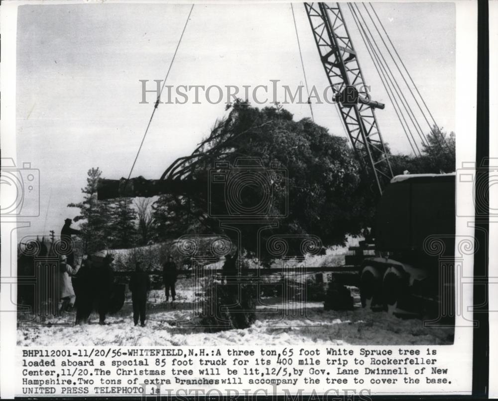 1956 Press Photo Whitefield New Hampshire, 3 ton 65 foot White Spruce tree to - Historic Images