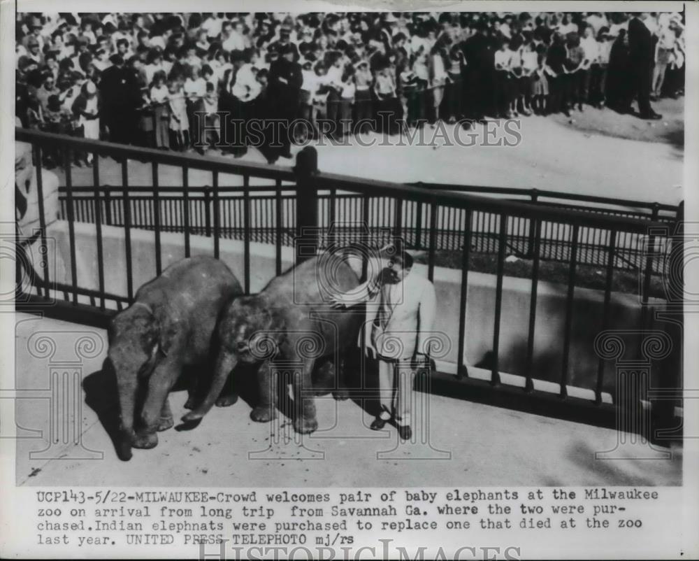 1954 Press Photo Pair of Elephants on the Crowd of Milwaukee Zoo - Historic Images