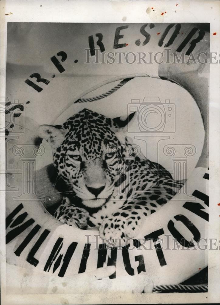 1938 Press Photo Steel, pet jaguar for Tom Girdler, Republic Steel Co. President - Historic Images