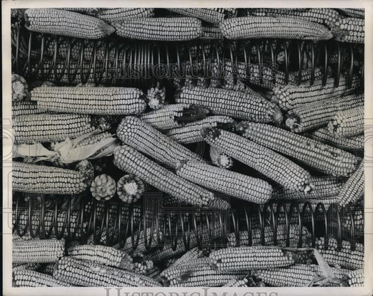 1953 Press Photo Flexi-Vent Used to Dry Corn by American Steel & Wire - Historic Images