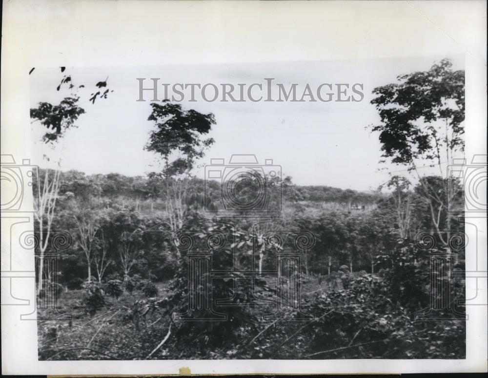 1945 Press Photo United States Rubber Company&#39;s plantation in Malaya - Historic Images