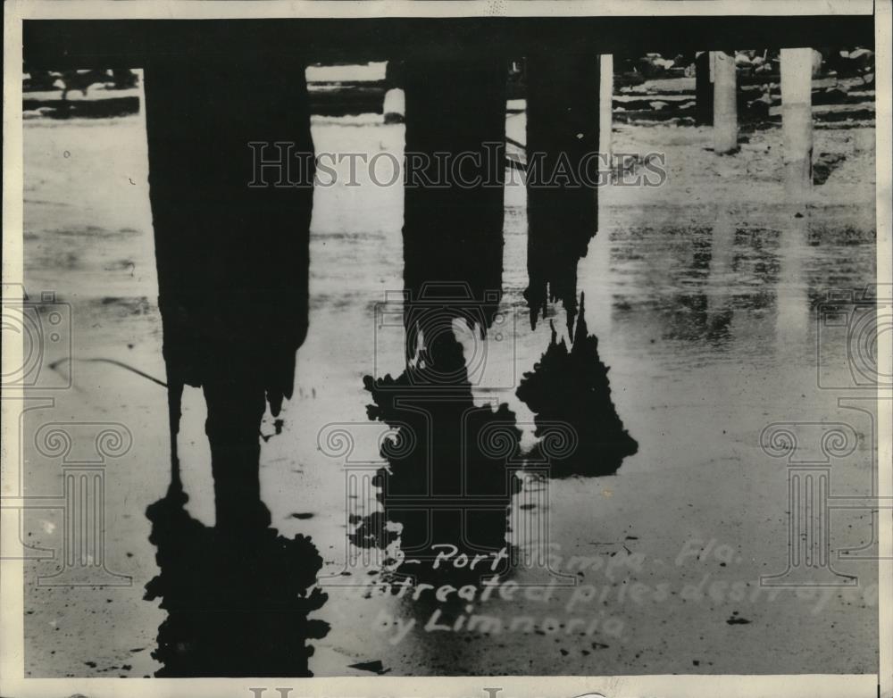 1930 Press Photo Pilings destroyed by Bankia at Port Tampa Bay. - Historic Images