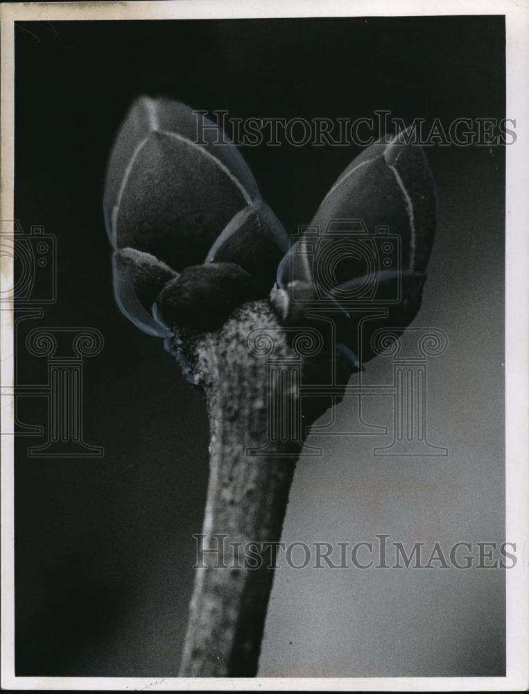 Press Photo Lilac - Historic Images