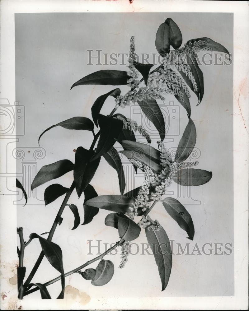 1958 Press Photo Drooping Leucothoe Catesbaei Evergreen Shrub Plant - Historic Images