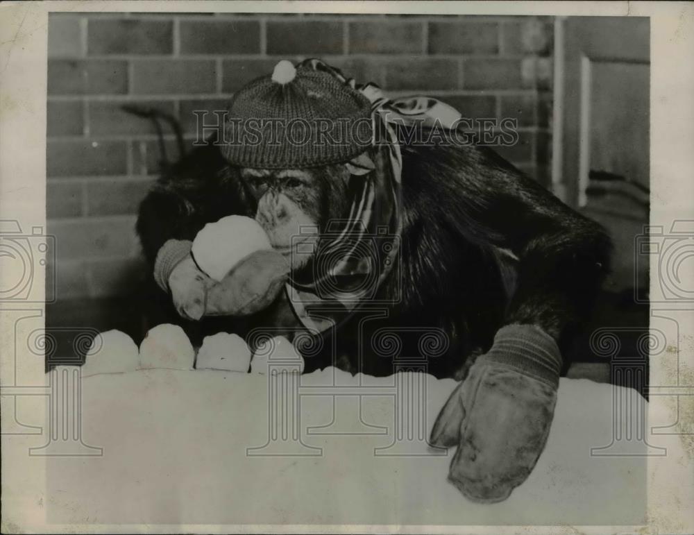 1936 Press Photo Jimmy the Chimp at Seneca Park Zoo - Historic Images