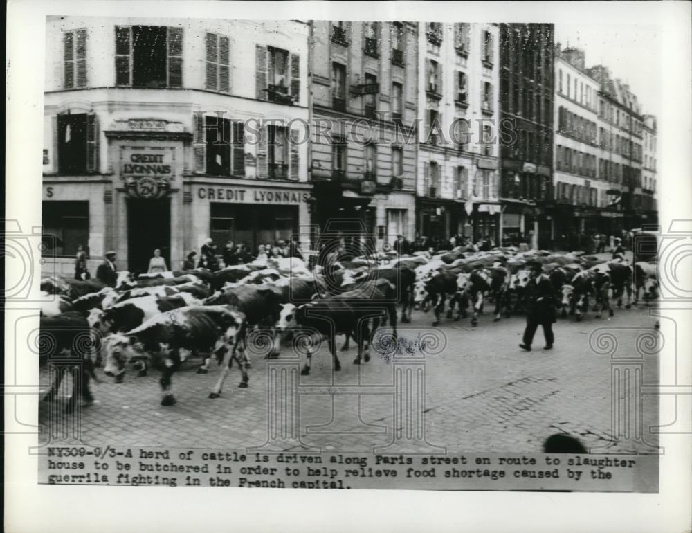 1944 Press Photo Herd of cattle on Paris street headed to market - Historic Images