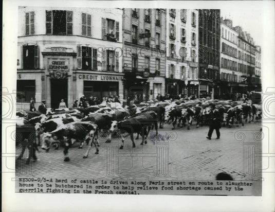 1944 Press Photo Herd of cattle on Paris street headed to market - Historic Images