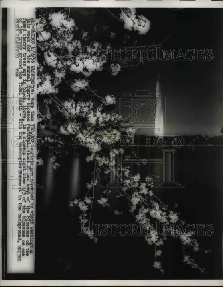 1956 Press Photo Visitors for annual Washington Cherry Blossom Festival - Historic Images