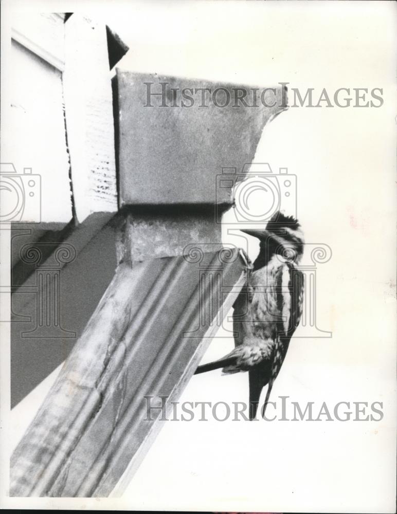 1960 Press Photo A Woodpecker pecking at the metal downspout of a house. - Historic Images