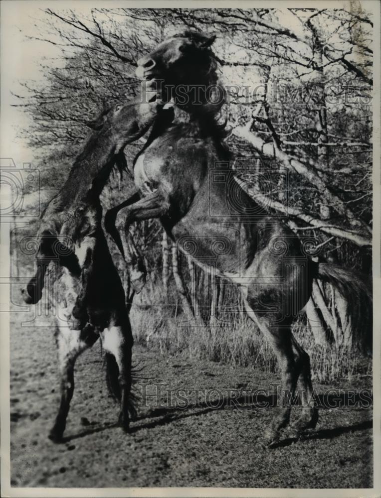 1960 Press Photo Two fighting mad Stallions on a farm - Historic Images