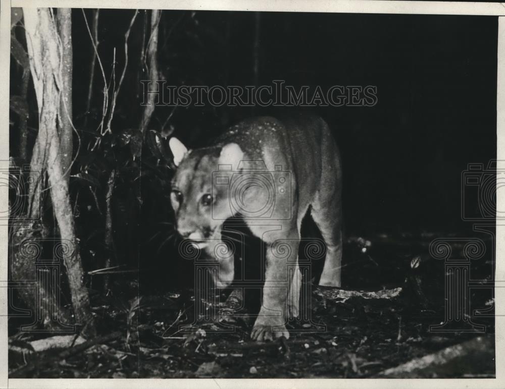 1933 Press Photo Puma looks like a statue - Historic Images