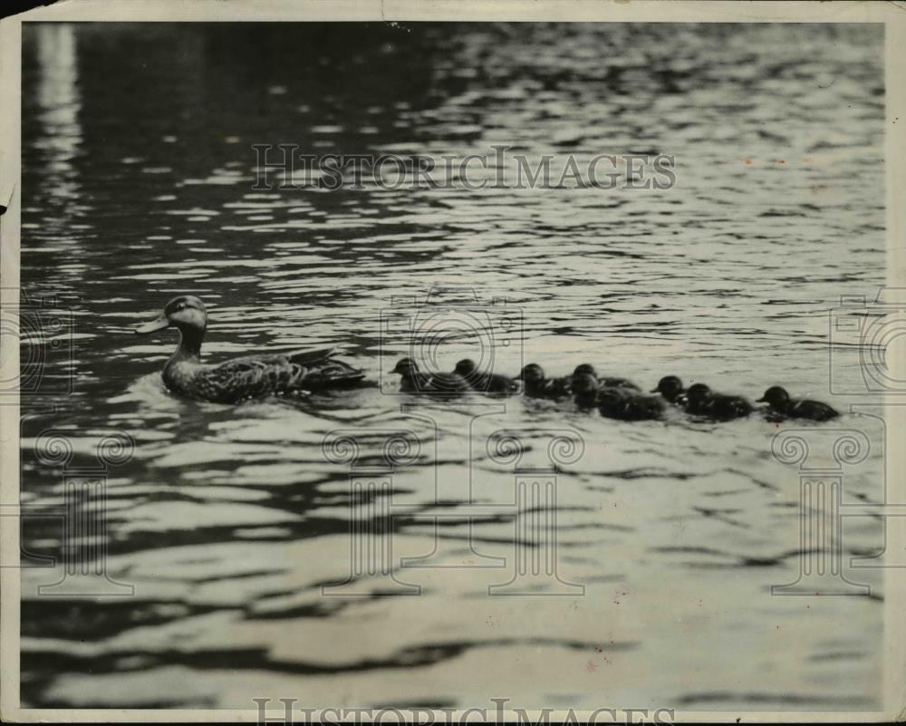 1931 Press Photo Mother duck followed by her ducklings in the lake - Historic Images