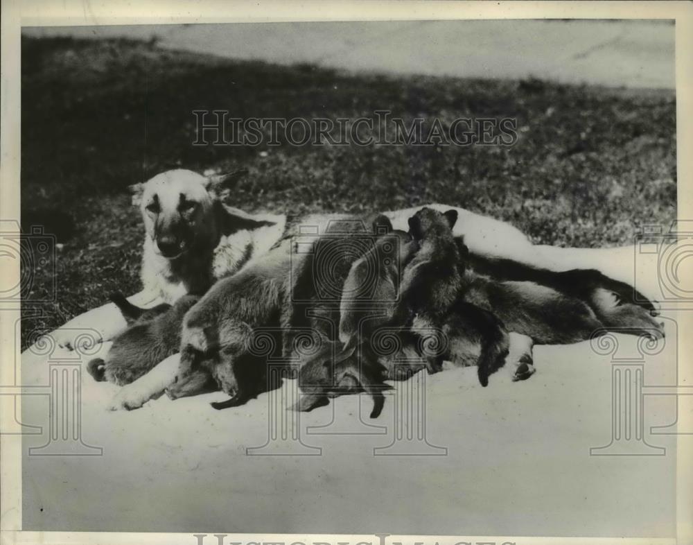 1934 Press Photo Elizabeth police dog owned by Lester Colesby and her 12 pups - Historic Images